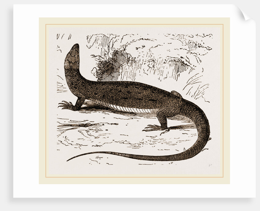 Viviparous Lizards by Anonymous