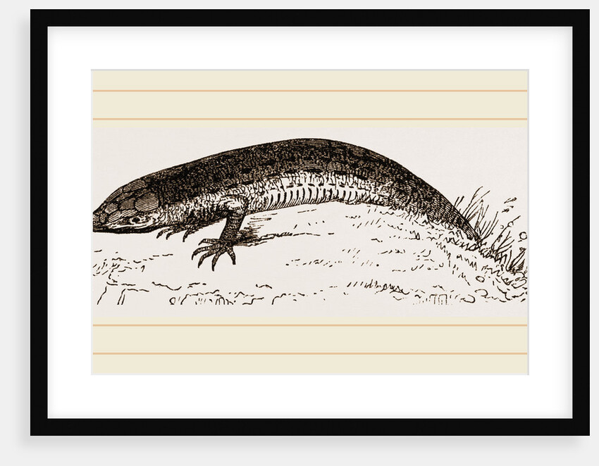 Viviparous Lizards by Anonymous