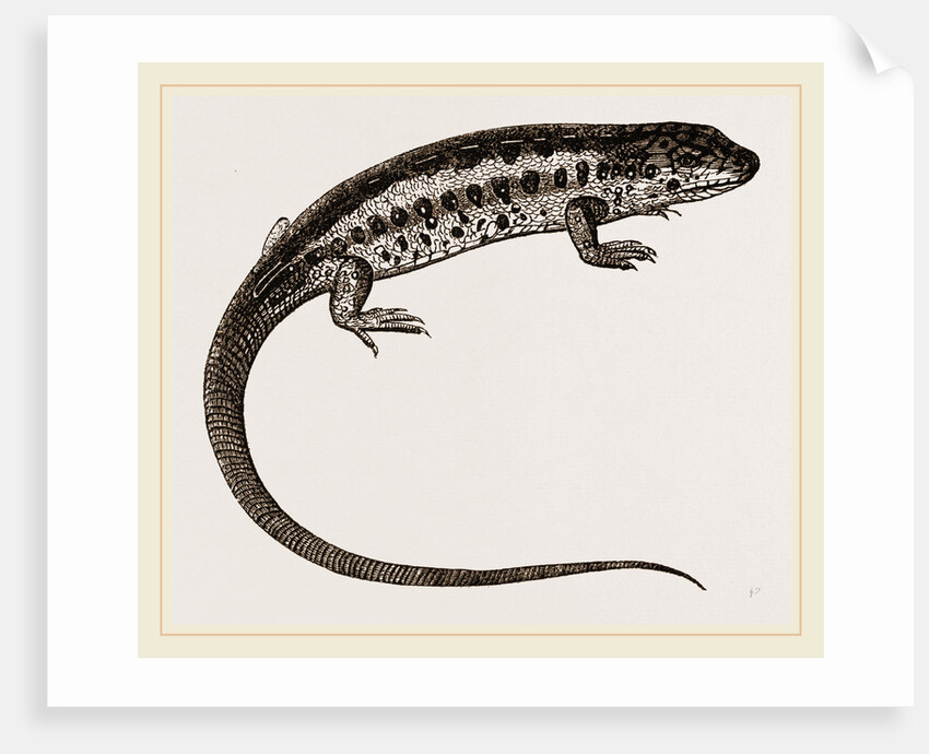 Sand-Lizard by Anonymous