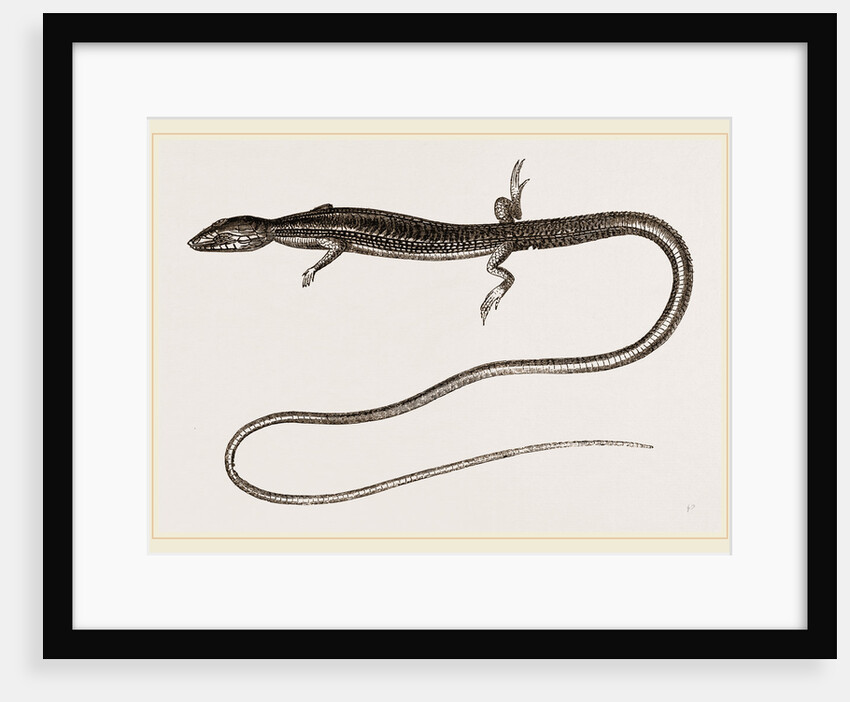 Six-lined Tachydromus by Anonymous