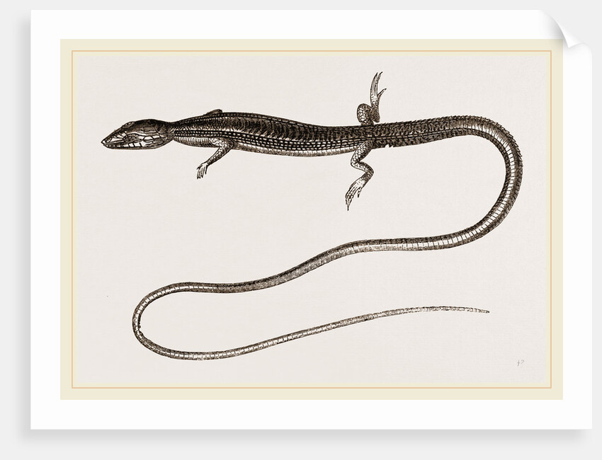 Six-lined Tachydromus by Anonymous