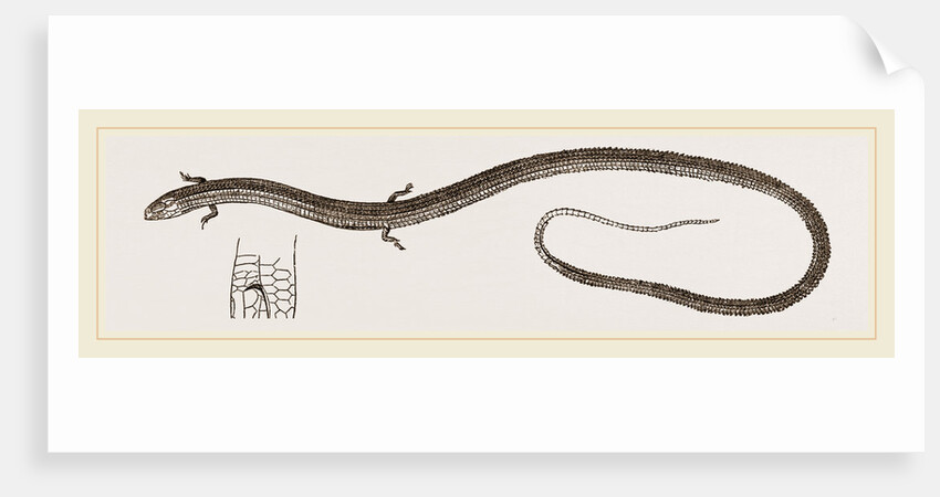 Four-toed Snake-Lizard by Anonymous