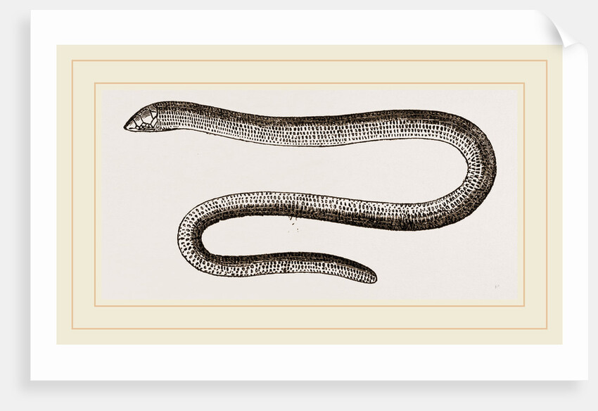 Painted Acontias by Anonymous