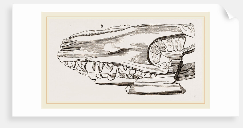 Head of Sommering's Geosaurus by Anonymous