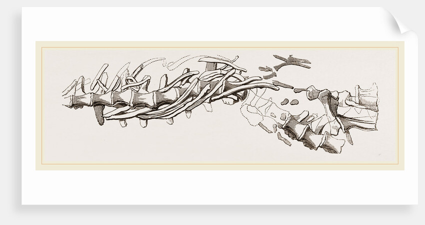 Vertebral Column of Sommering's Geosaurus by Anonymous
