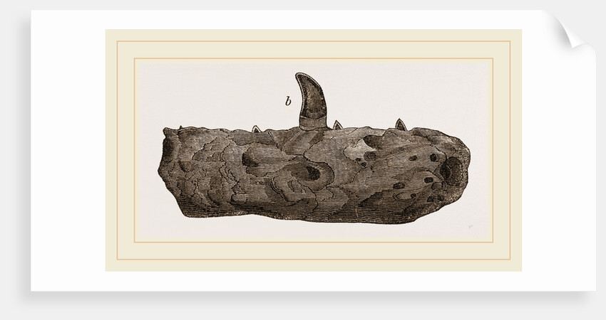 Portion of Lower Jaw Megalosaurus by Anonymous