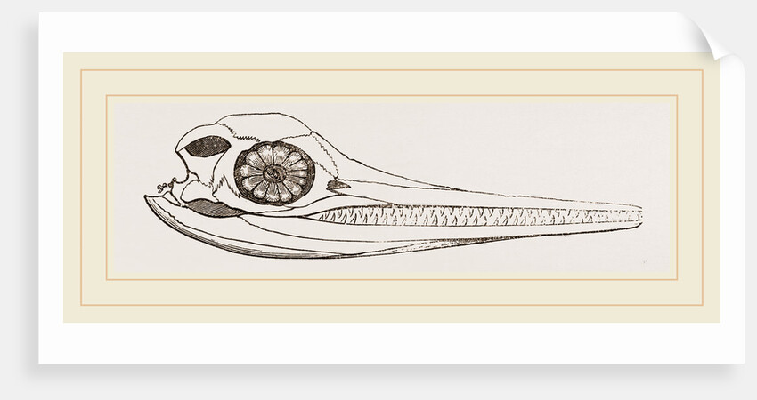 Upper Skull of Ichthyosaurus by Anonymous