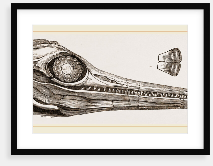 Upper Skull of Ichthyosaurus by Anonymous