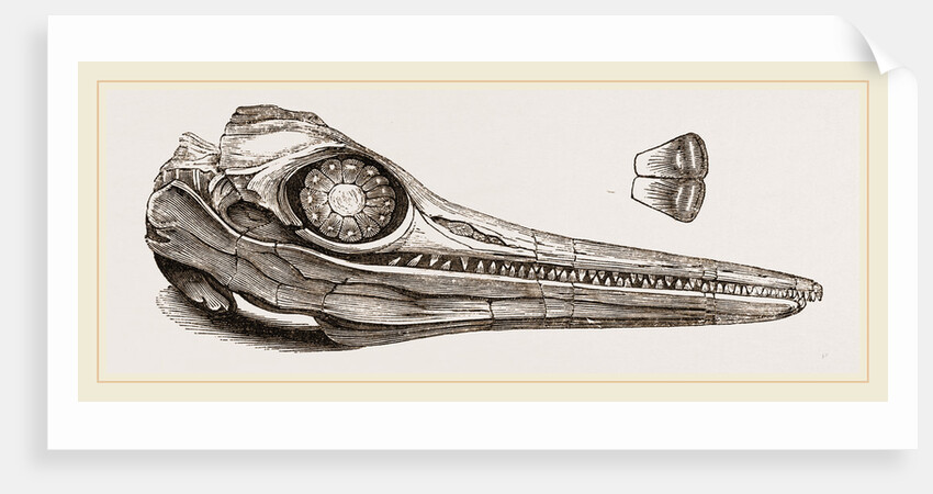 Upper Skull of Ichthyosaurus by Anonymous