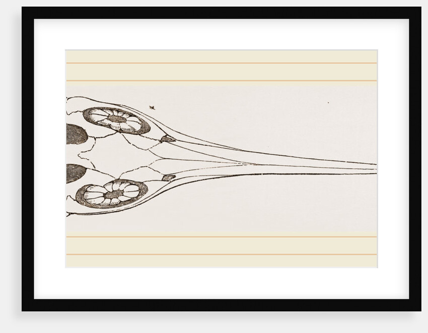Upper Skull of Ichthyosaurus by Anonymous