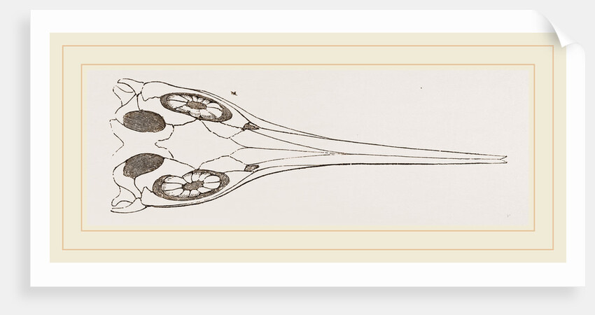 Upper Skull of Ichthyosaurus by Anonymous