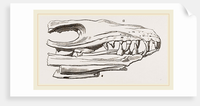 Head of Sommering's Geosaurus by Anonymous