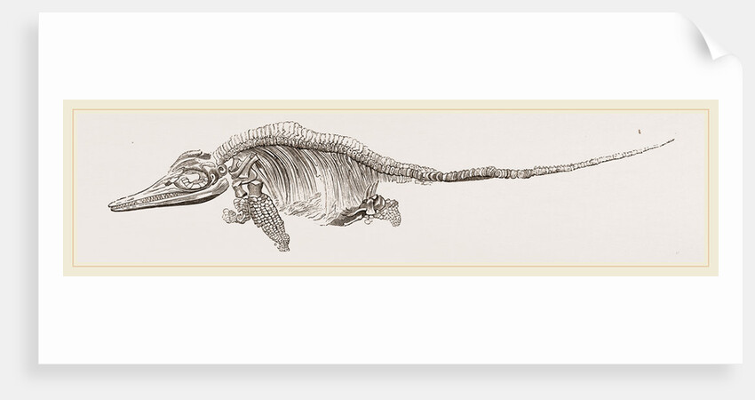 Ichthyosaurus by Anonymous
