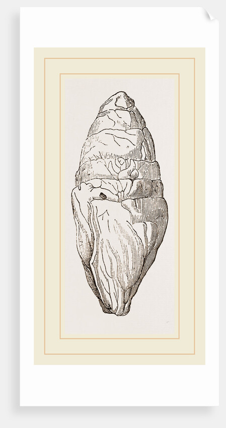 Coprolite of lchthyosaurns by Anonymous