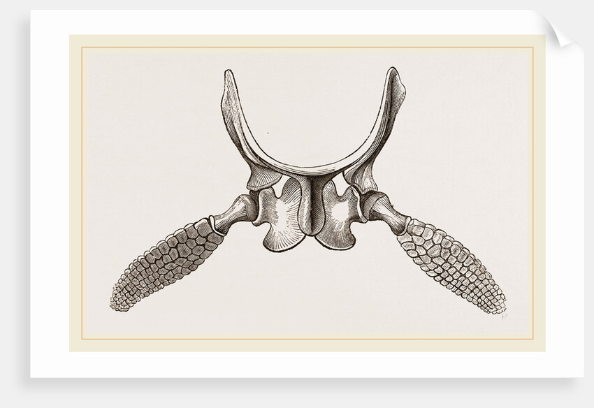 Sternal Arch and Anterior Paddles of Ichthyosaurus by Anonymous