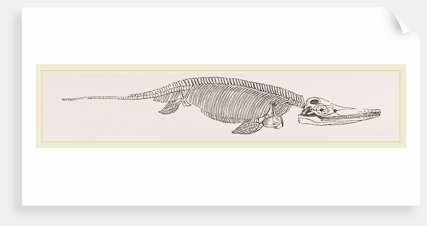Ichthyosaurus by Anonymous