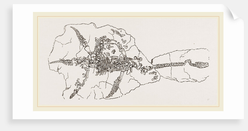 Plesiosaurus as found at Lyme Regis by Anonymous