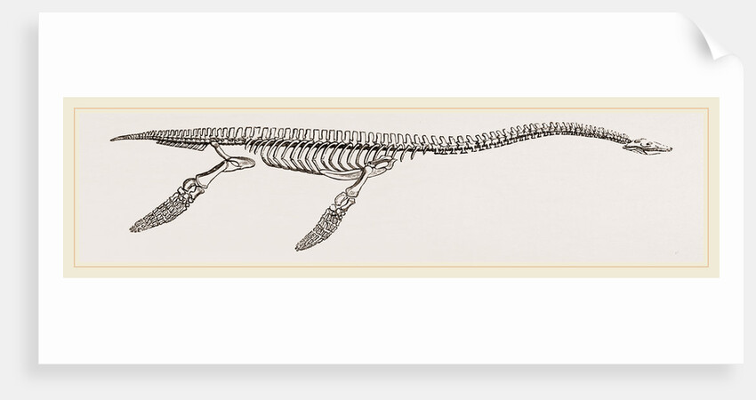 Skeleton of Plesiosaurus restored by Anonymous