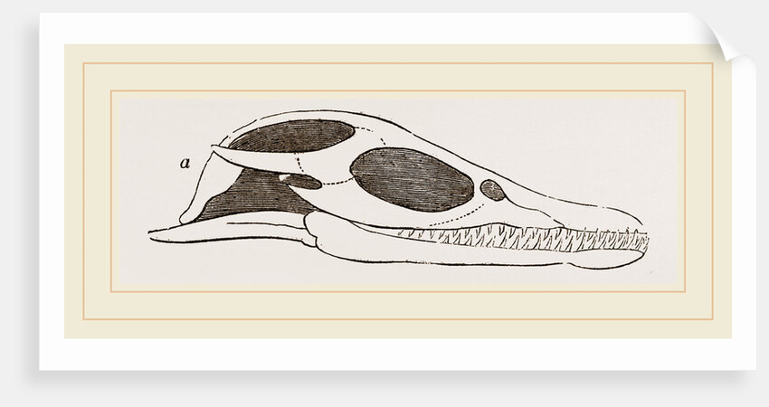 Head of Plesiosaurus by Anonymous
