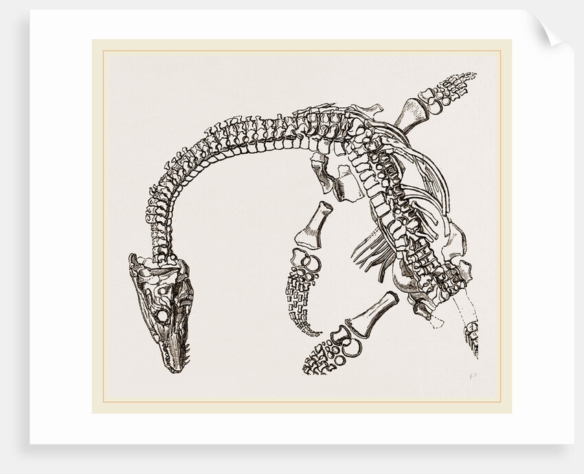 Plesiosaurus as imbedded by Anonymous
