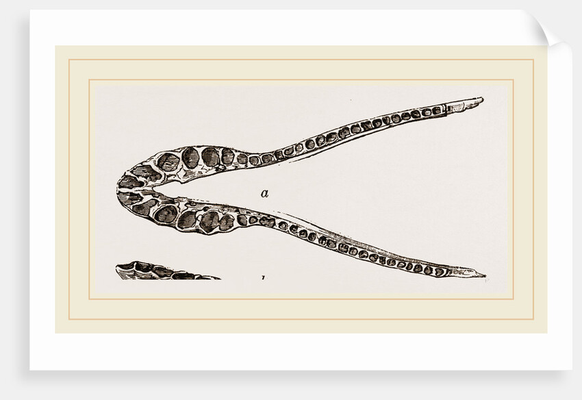 Lower Jaw of Plesiosaurus by Anonymous