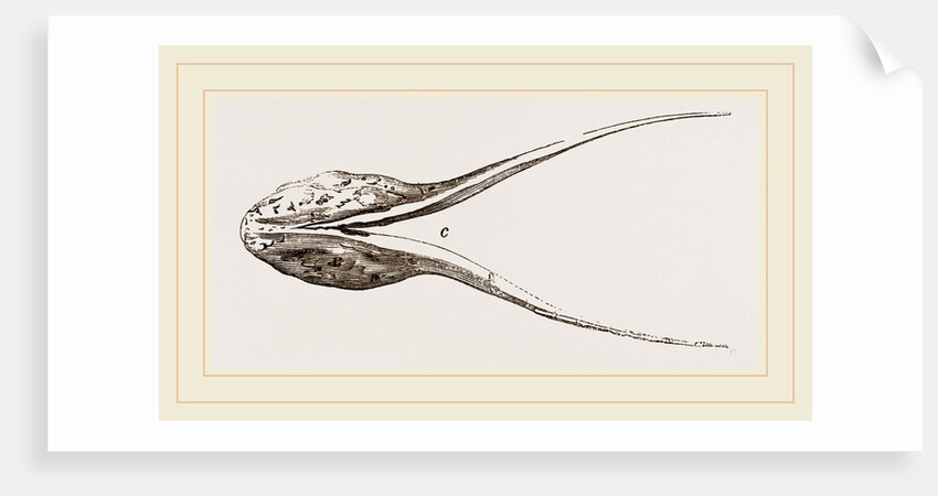 Lower Jaw of Plesiosaurus by Anonymous