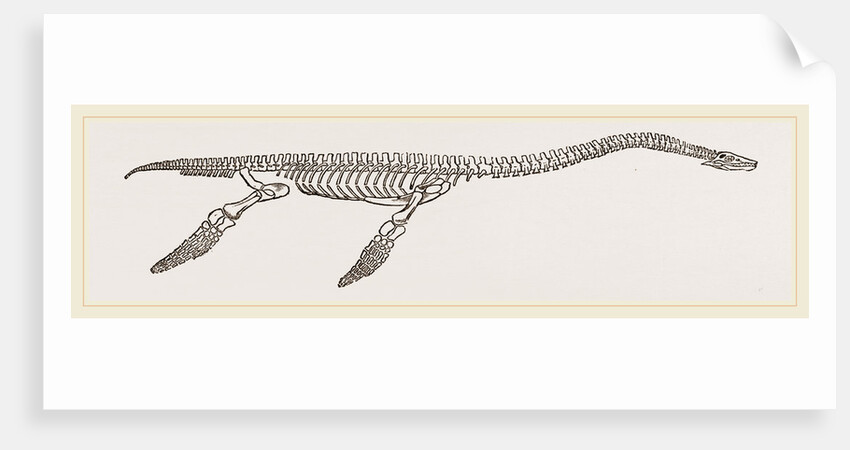 Skeleton of Plesiosaurus restored by Anonymous