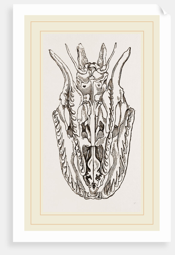 Skull of Python by Anonymous