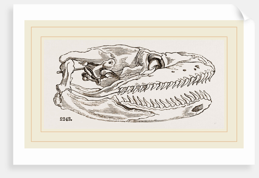 Skull of Python by Anonymous