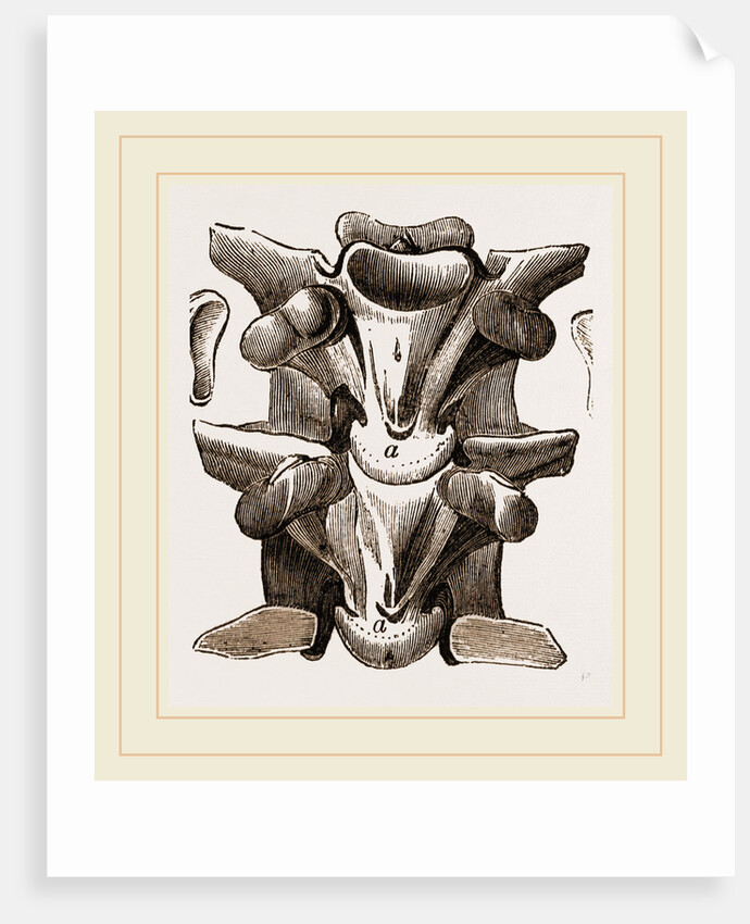 Vertebrre of Boa by Anonymous