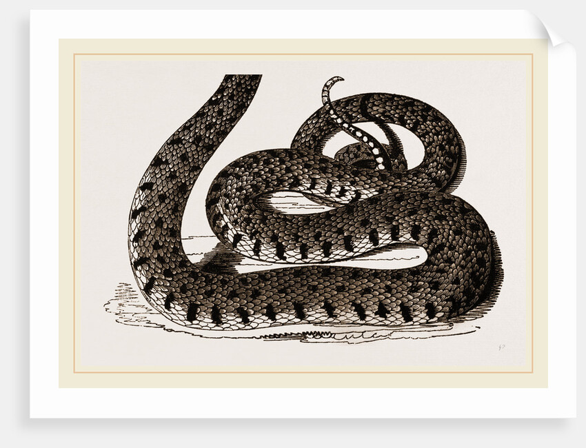 Ringed Snake by Anonymous