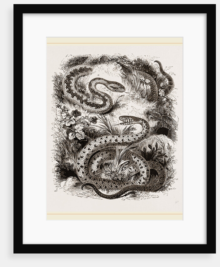 Common Adder and Ringed Snake by Anonymous