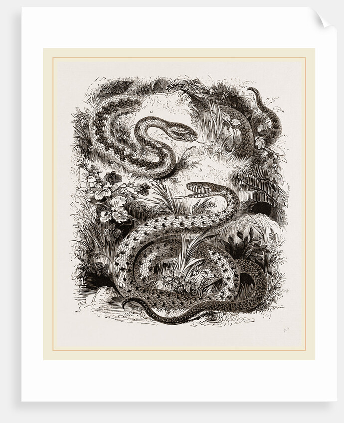 Common Adder and Ringed Snake by Anonymous