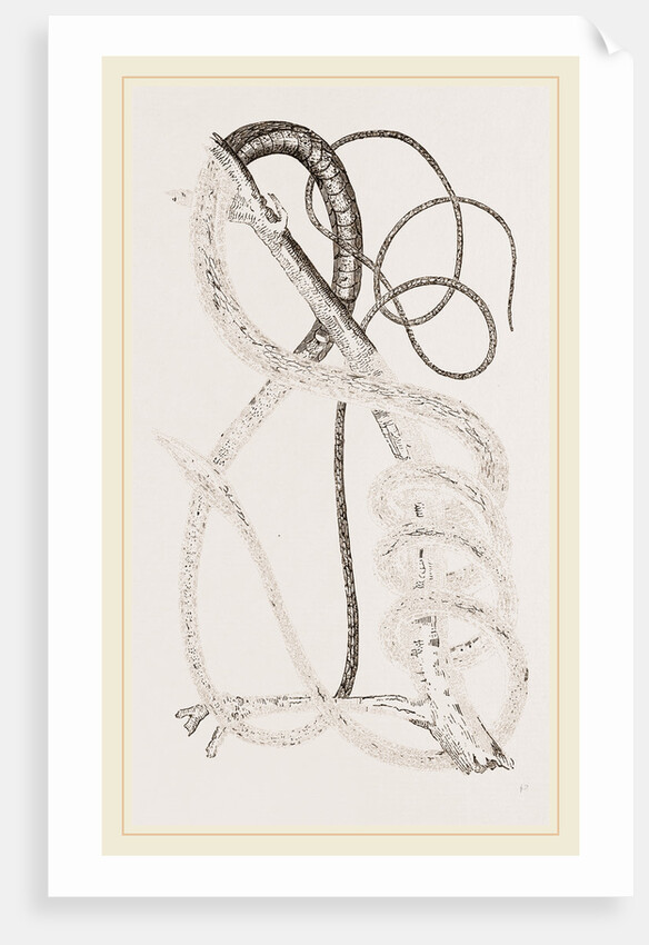 Golden Tree-Snake by Anonymous