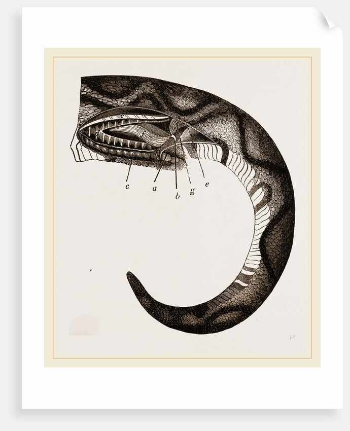Tail of Boa by Anonymous