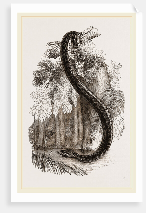 Anaconda by Anonymous