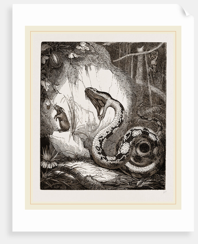 Boa Constrictor by Anonymous