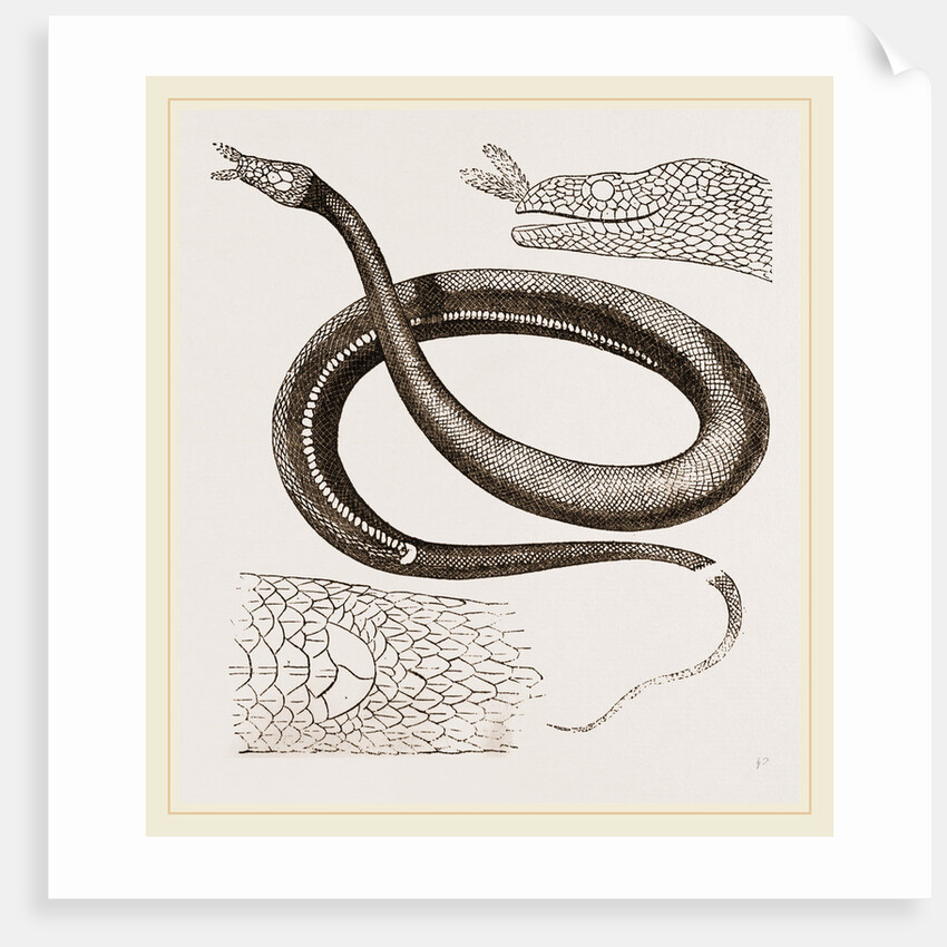 Tentacled Herpeton by Anonymous
