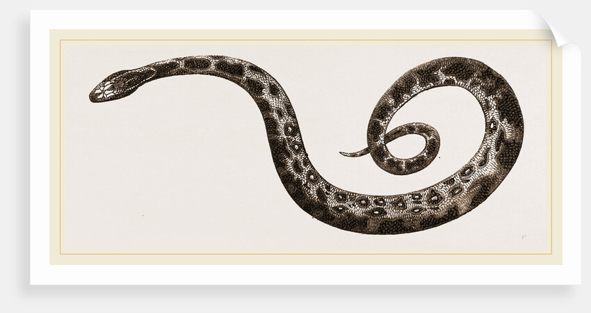 C6—Tiger-Python by Anonymous
