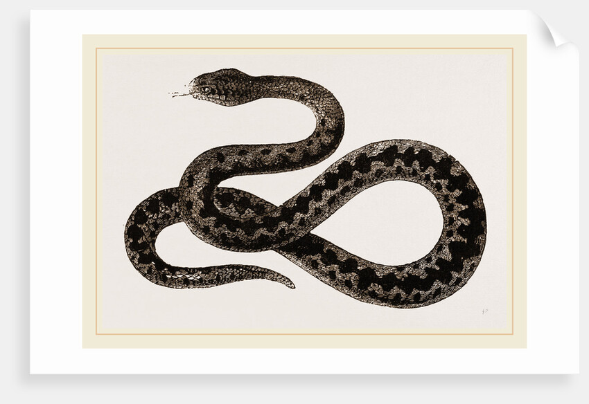 Viper by Anonymous