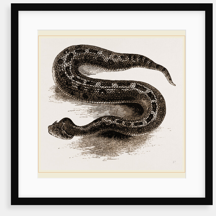 South African Cerastes by Anonymous