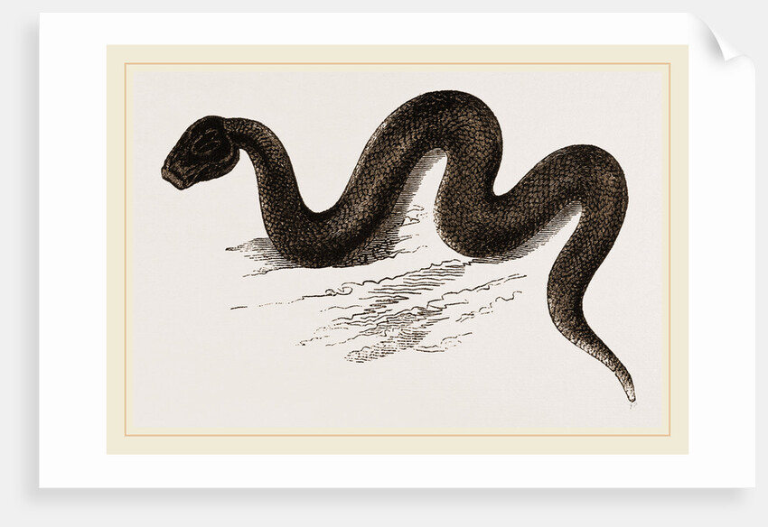 Unadorned Viper by Anonymous