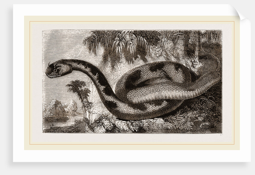 Egyptian Cerastes by Anonymous