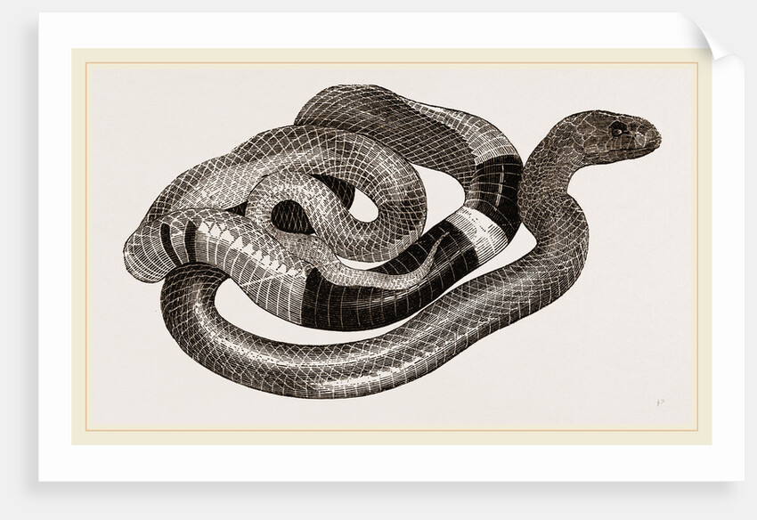 Egyptian Cobra or Asp by Anonymous