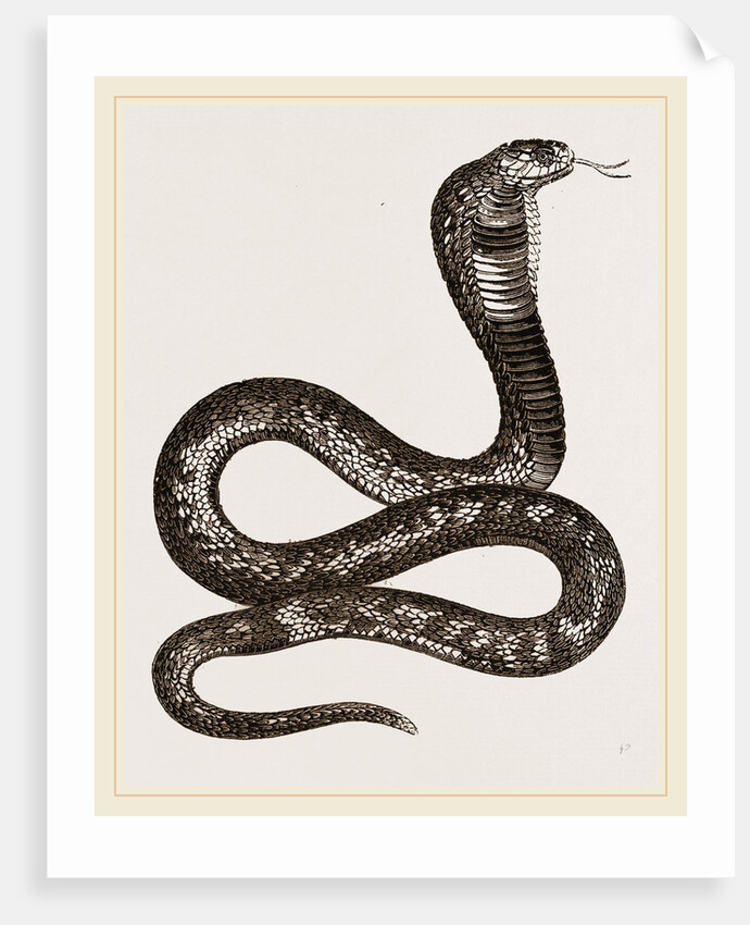 Egyptian Cobra by Anonymous