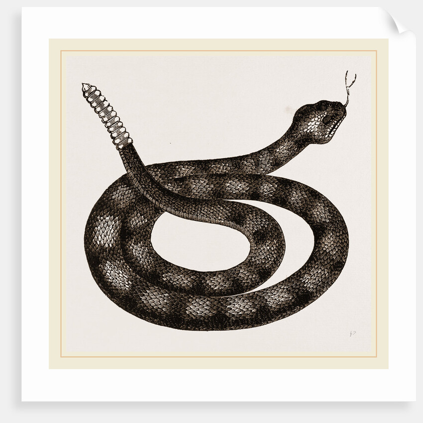 Rattlesnake by Anonymous