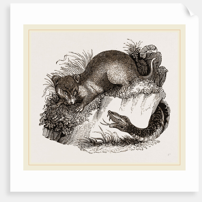 Rattlesnake and Opossum by Anonymous