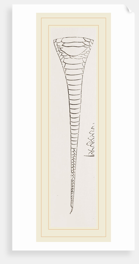 Tail of Brown's Acanthophis by Anonymous