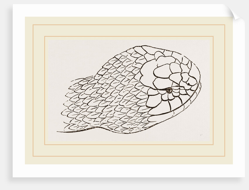 Head of Brown's Acanthophis by Anonymous