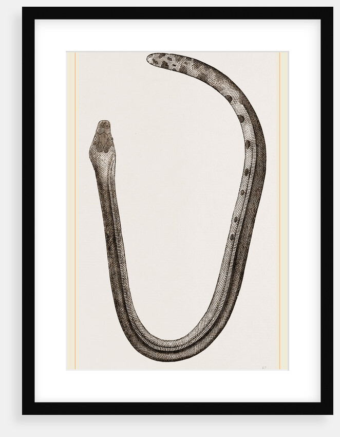 Bicoloured Sea-Snake by Anonymous